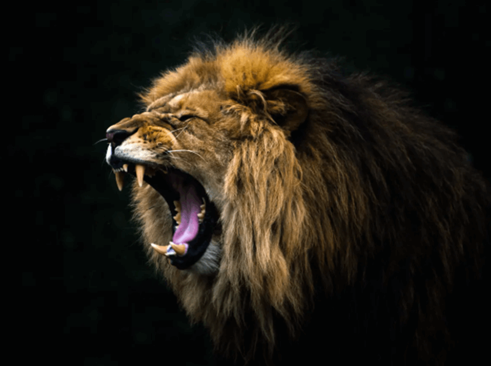 أطلق الأسد عليه.. لحظات رعب(شاهد الفيديو) 