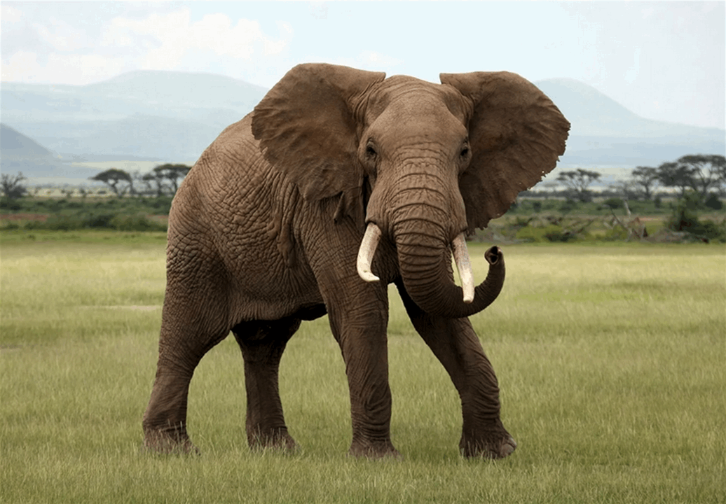 فيل يقتحم سوقاً ويسرق الدقيق! (شاهد الفيديو) 