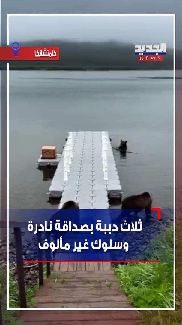 ثلاث دببة بصداقة نادرة وسلوك غير مألوف (فيديو) 