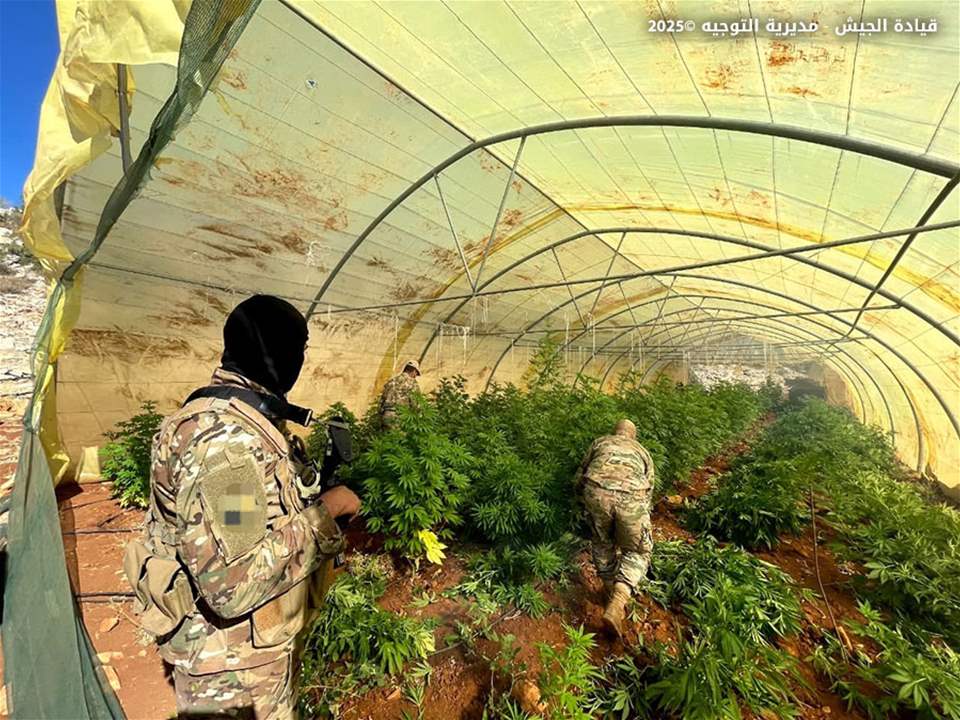 بالصور - الجيش يتلف كمية كبيرة من الحشيشة في بعلبك 