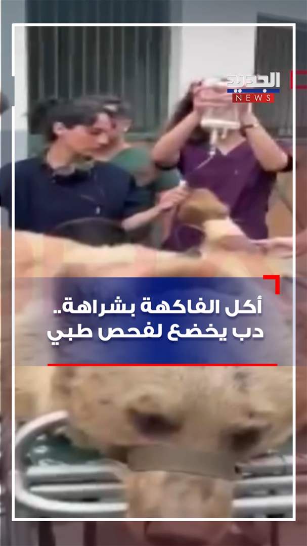 أكل الفاكهة بشراهة.. دب يخضع لفحص طبي (فيديو)