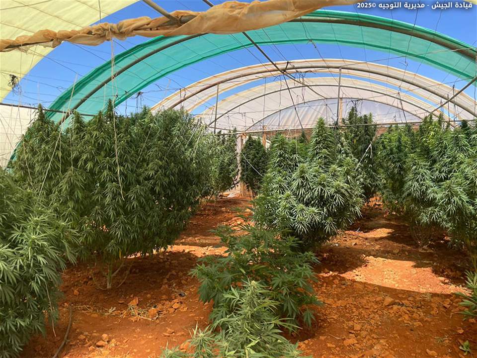 في بعلبك.. الجيش يواصل إتلاف &quot;الحشيشة&quot;