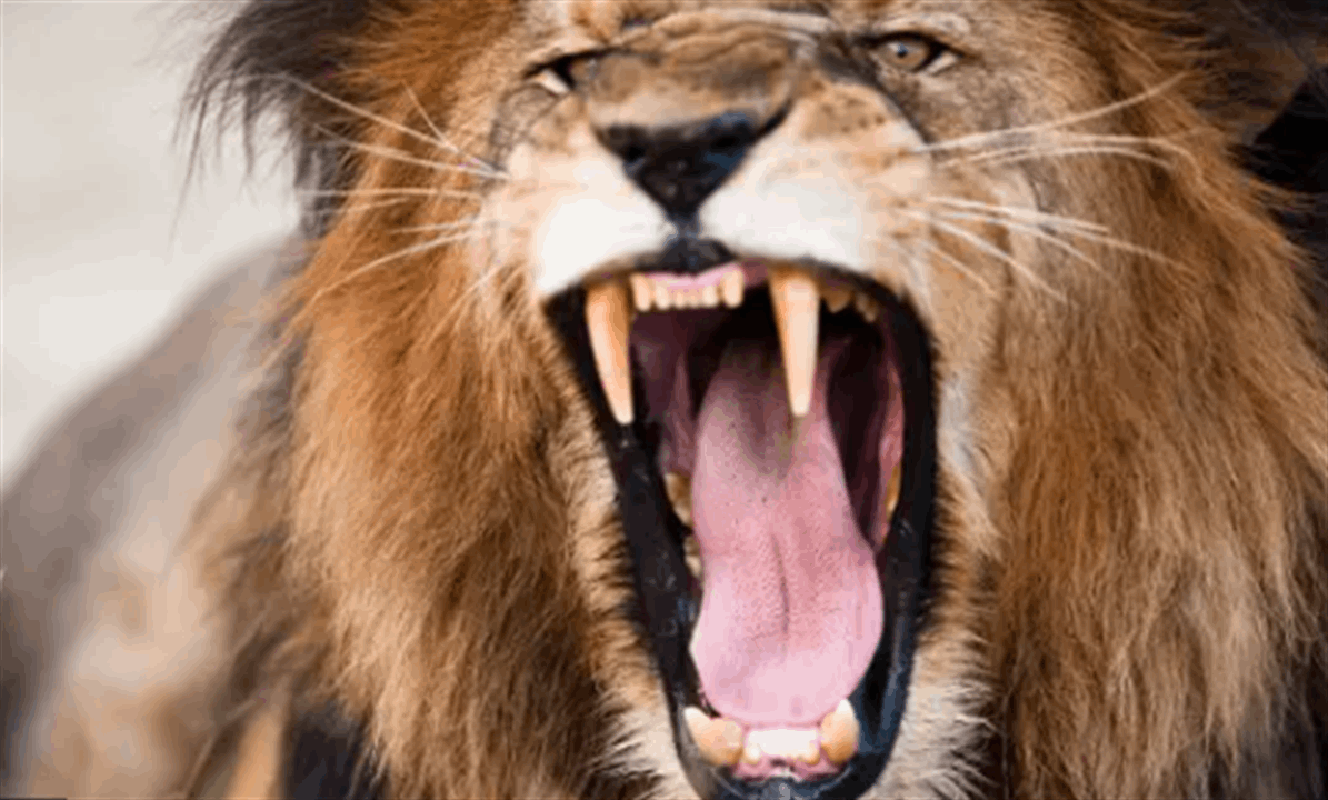 وقف وحيداً.. أسود تقتل حارسها