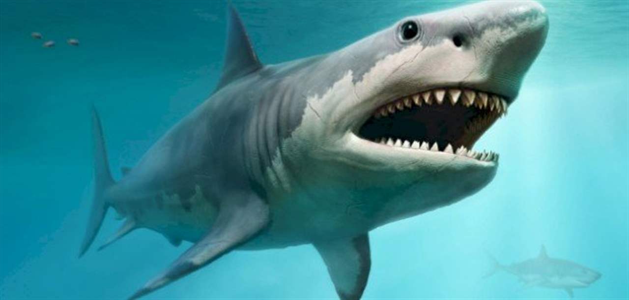 قرش نادر في بحر لبنان والصياد يبادر بإعادته للحياة (شاهد الفيديو) 