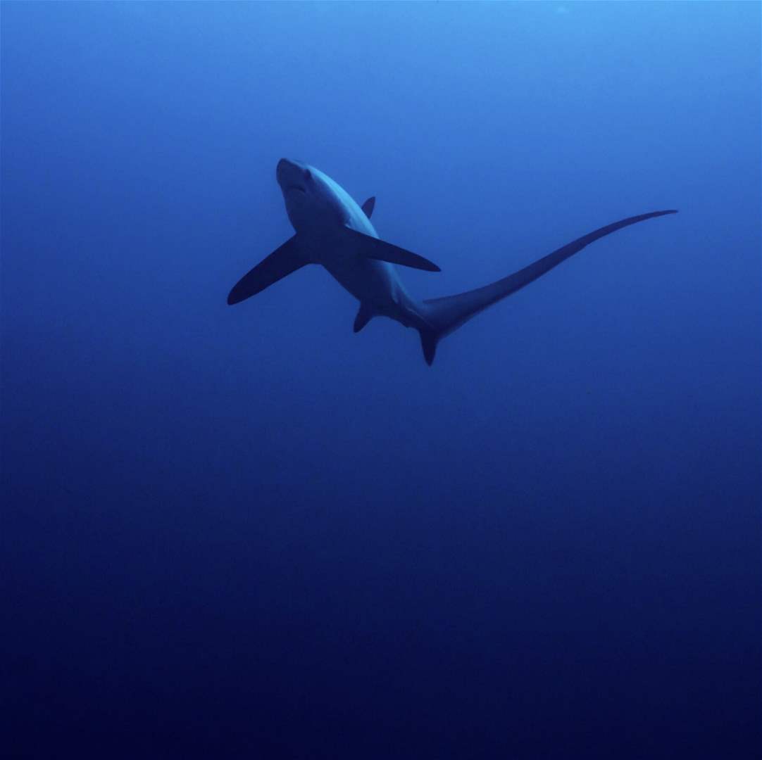 ذيله طويل جداً.. قرش نادر في لبنان (شاهد الفيديو) 