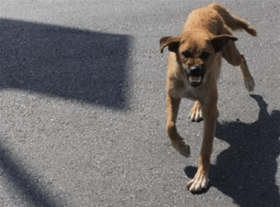 في بيروت.. كلاب شاردة! (النهار) 