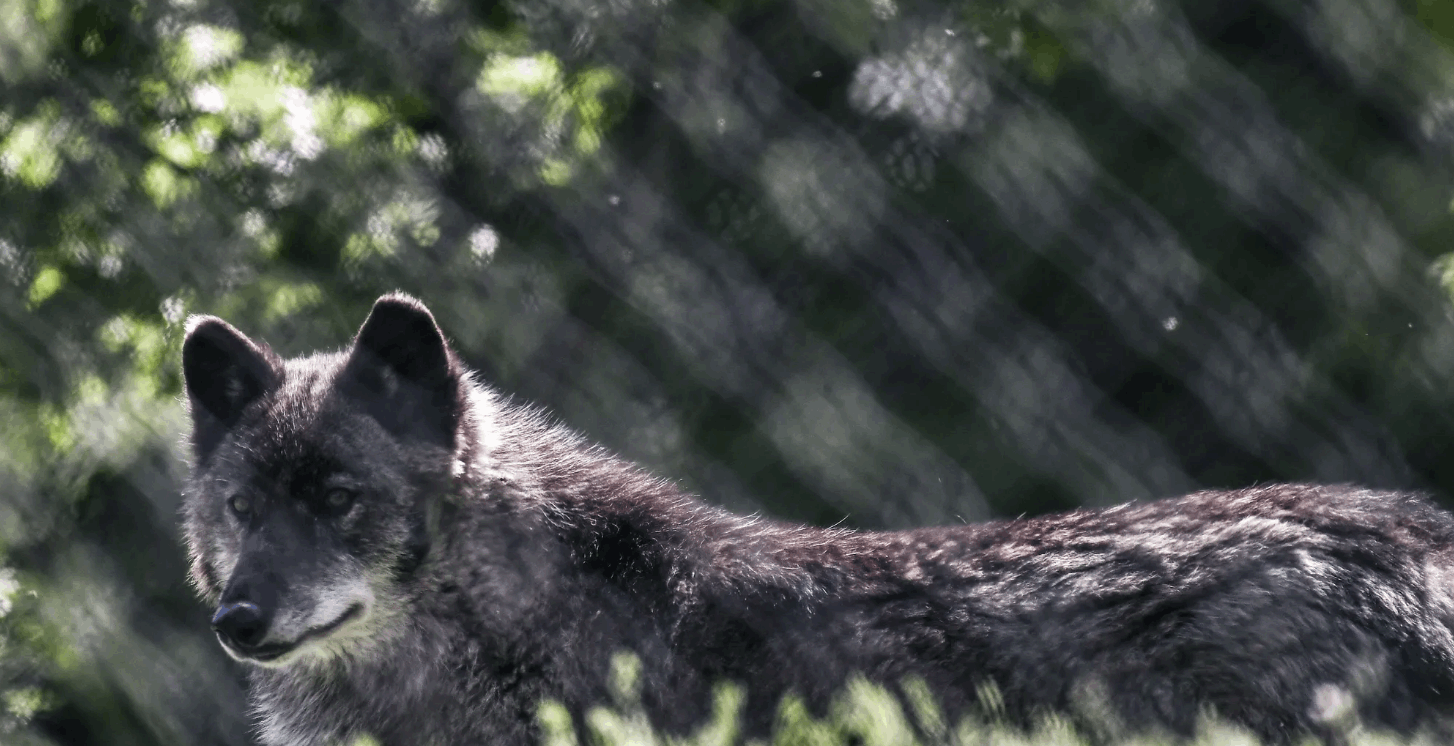 أول حالة مؤكدة.. حيوان يجمع ذئب وكلب! 