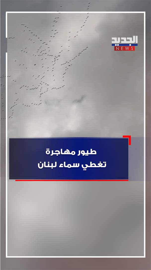 طيور مهاجرة تغطي سماء لبنان (فيديو)