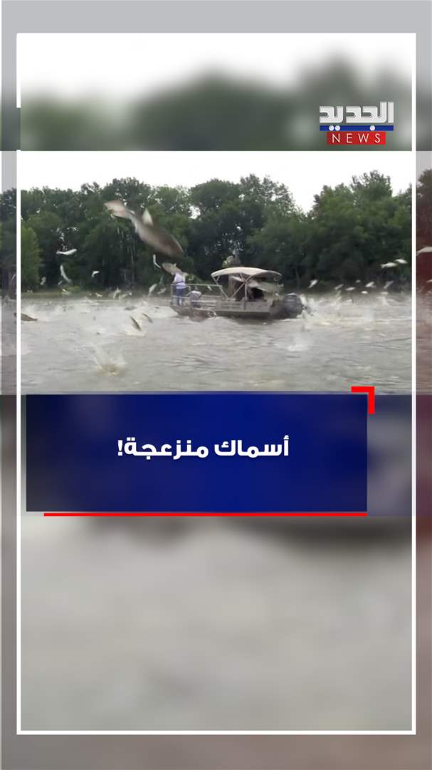 أسماك منزعجة! (فيديو)