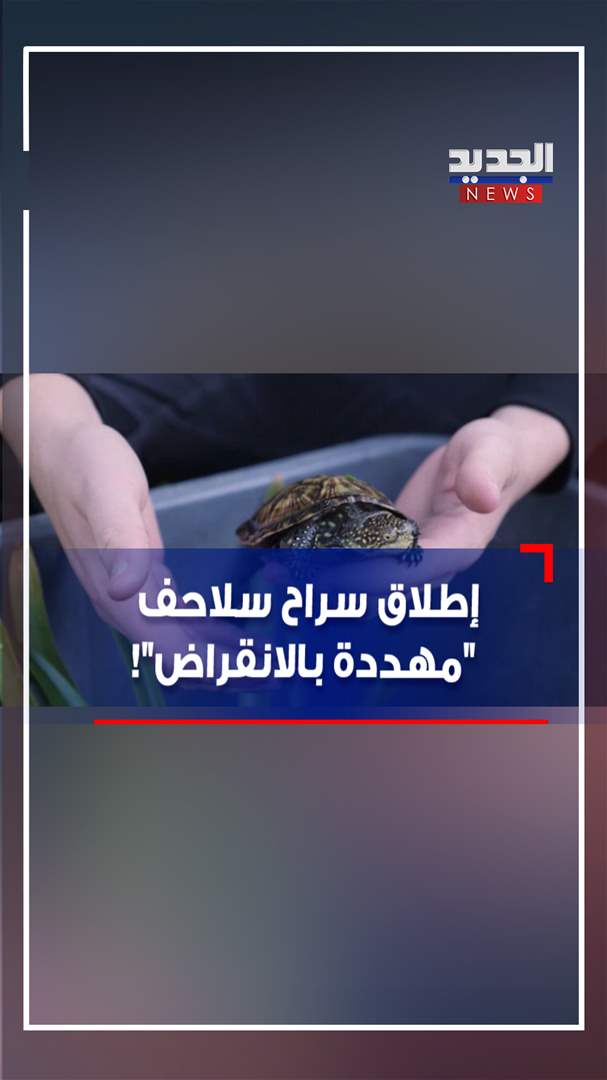 إطلاق سراح سلاحف &quot;مهددة بالانقراض&quot;! (فيديو)