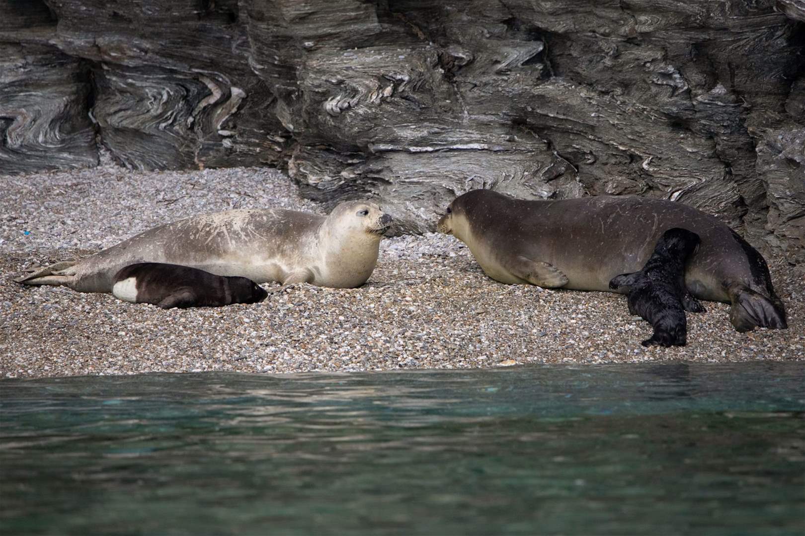 منظمة تركية تحذّر لبنان: أوقفوا البناء في موئل فقمة الراهب
