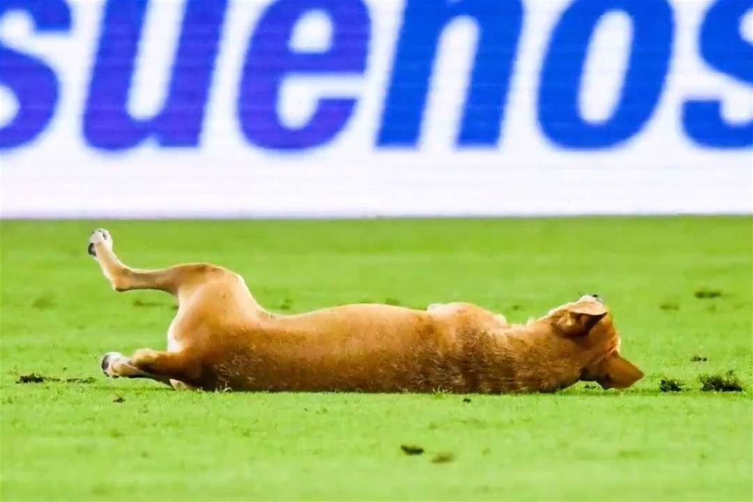 فيديو - جرو يخطفُ الأضواء في الملعب