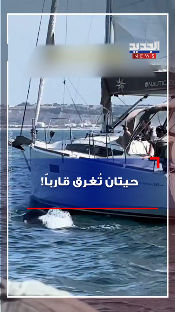 حيتان تُغرق قارباً! (فيديو)