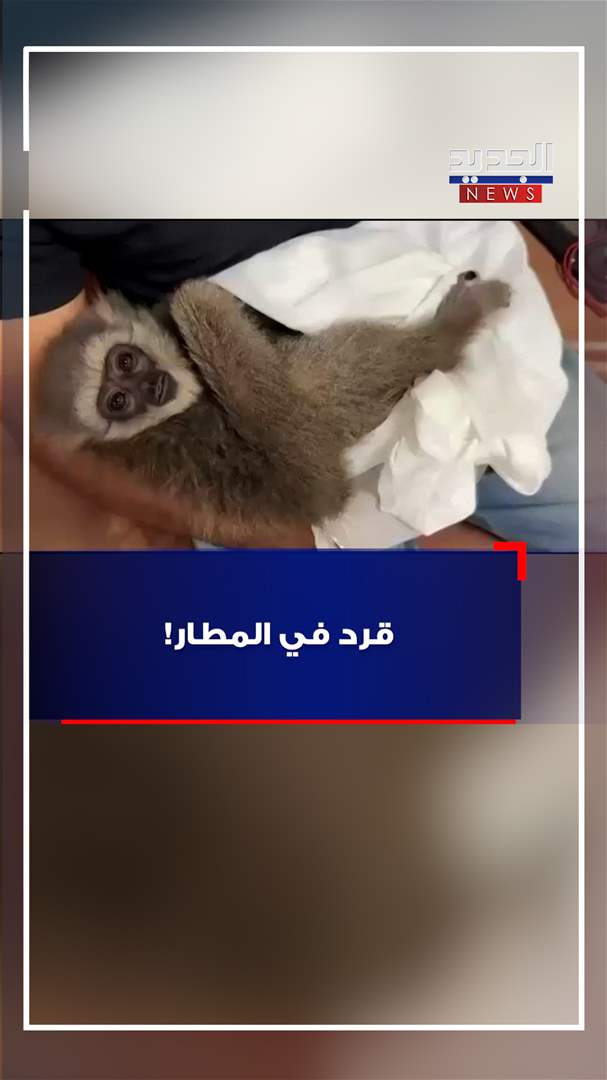 قرد في المطار! (فيديو)