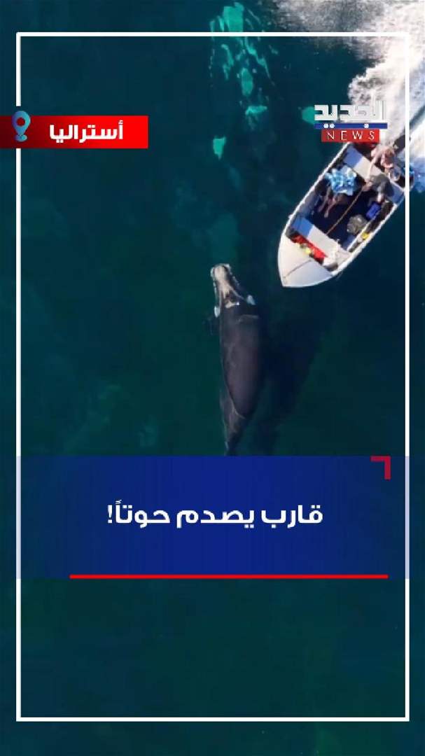 قارب يصدم حوتاً! (فيديو)