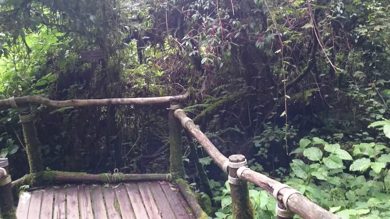 شعب مانيك.. مهدد! (فيديو)