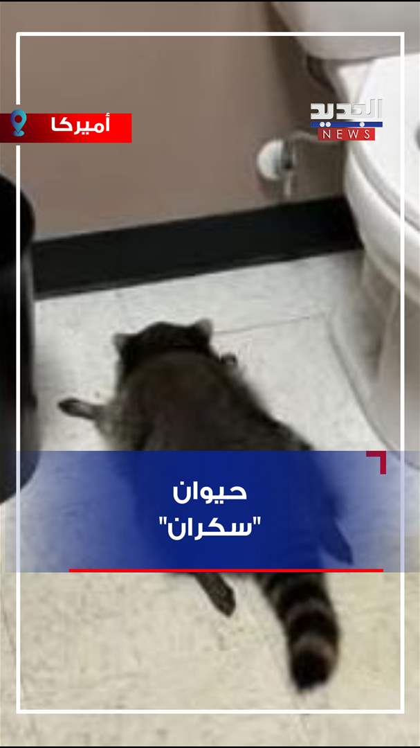 حيوان &quot;سكران&quot; (فيديو)