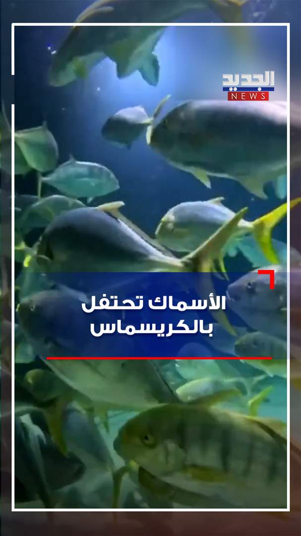 الأسماك تحتفل بالكريسماس (فيديو)