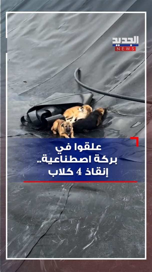 علقوا في بركة اصطناعية.. إنقاذ 4 كلاب (فيديو)