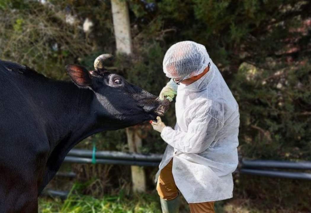 وزارة الزراعة تطلق حملة تلقيح لمكافحة الحمى القلاعية في البقاع