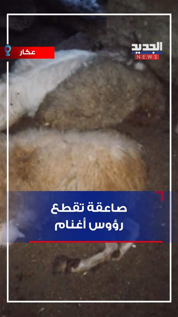 في عكار.. صاعقة تقطع رؤوس أغنام! (فيديو)