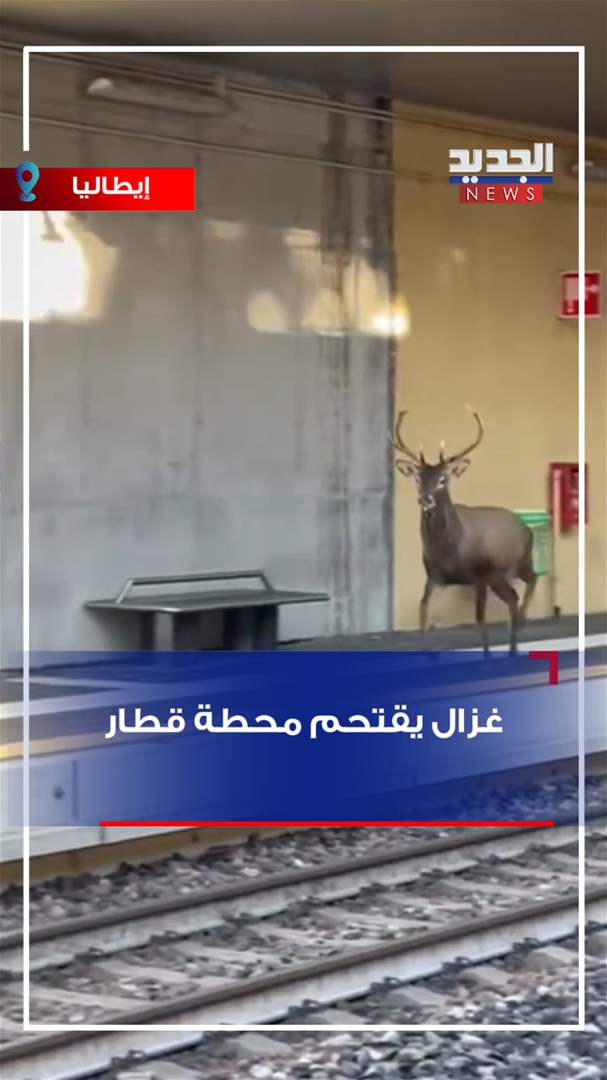 غزال يقتحم محطة قطار (فيديو)