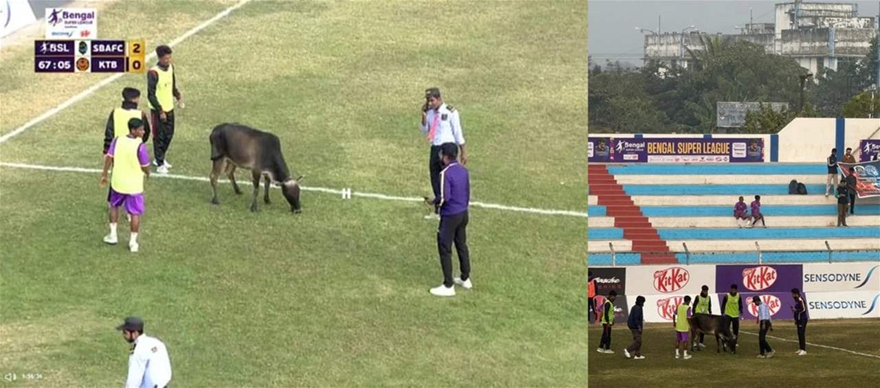 بقرة تؤجل مباراة كروية في الهند