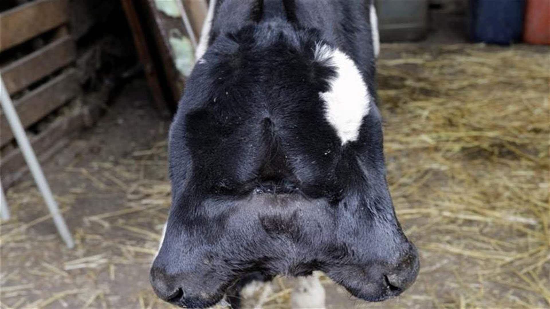 "عجلة برأسين".. معجزة في بلدة لبنانية! 