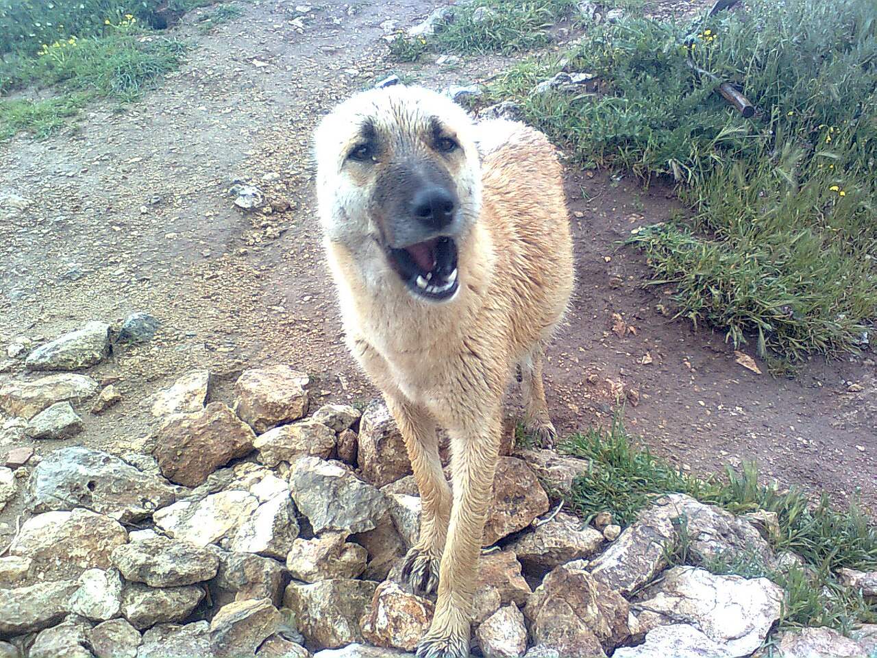 في بعلبك… كلب يمزّق فروة رأس طفل (صورة)