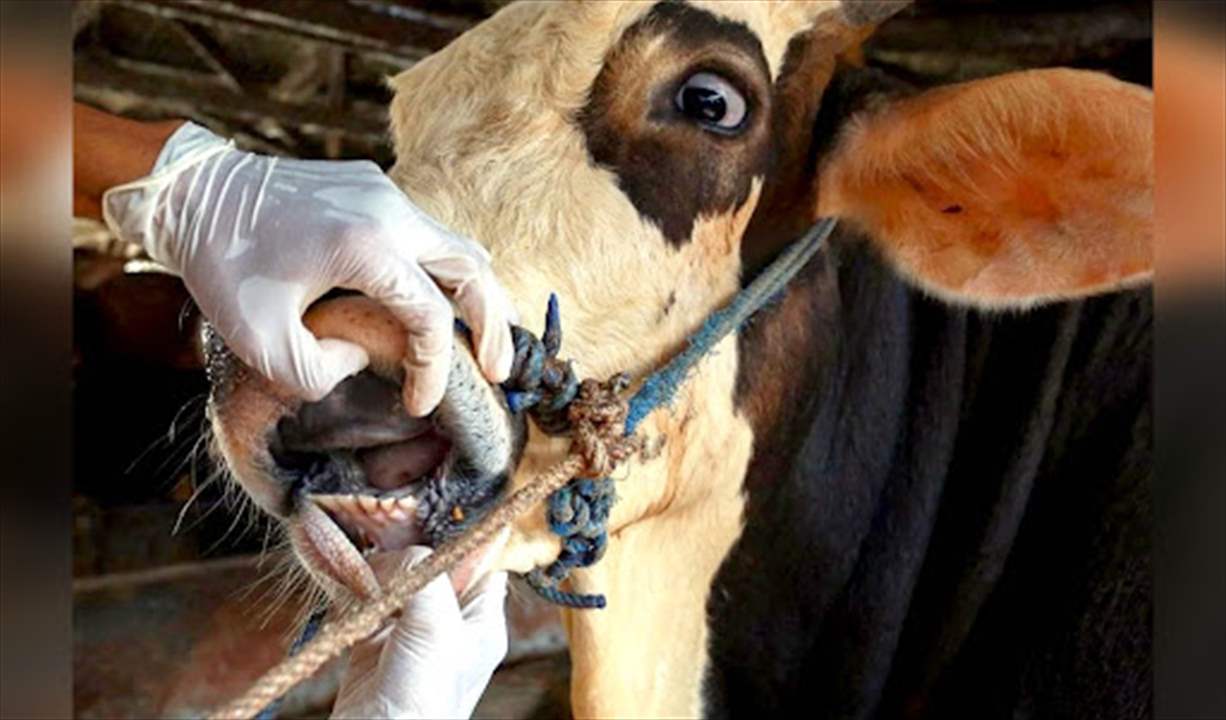 في لبنان.. أبقار مهربة مصابة بالحمى القلاعية