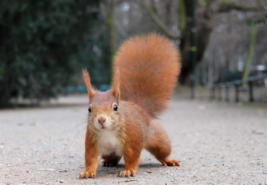 سنجاب يستمتع بالثلوج! (فيديو)