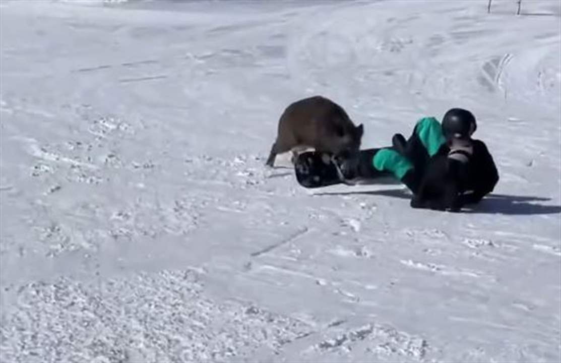 لحظة هجوم خنزير على متزلجين - شاهد الفيديو