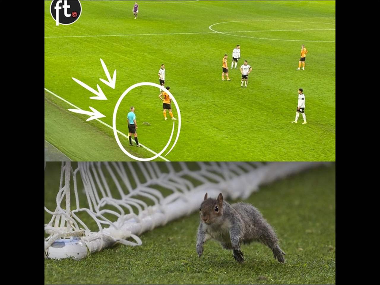 فيديو - سنجاب يسرق الأضواء في "التشامبيونشيب" 