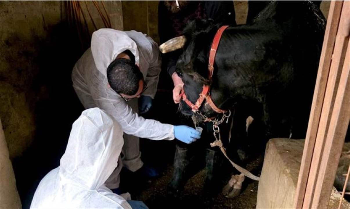 عن تفشي وباء جديد في البقاع.. توضيح من وزارة الزراعة