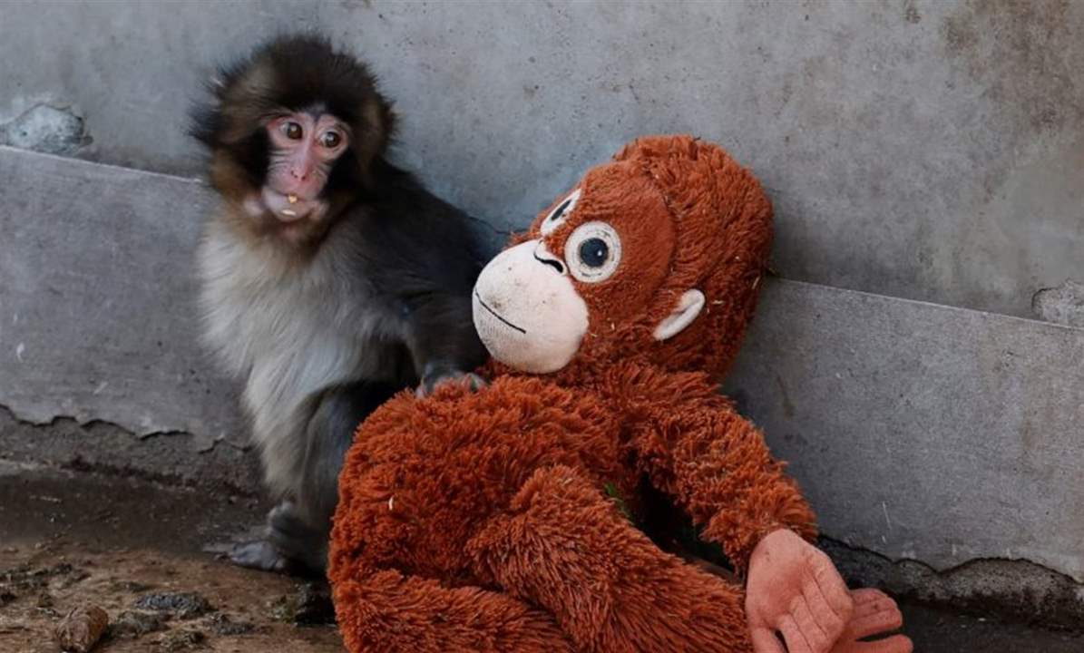 مشهوران أميركيان يسعيان لتبني القرد "بانش" بمبلغ خيالي