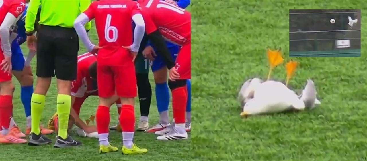 فيديو - إنقاذ طائر نورس يخطف الأضواء في إسطنبول