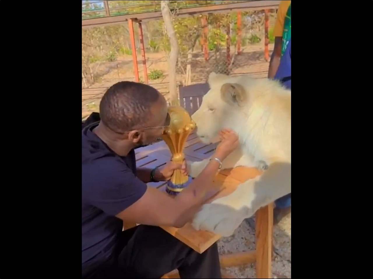 فيديو - ظهور غريب لمدرّب السنغال مع "أسد أبيض" يفتح الجدل 