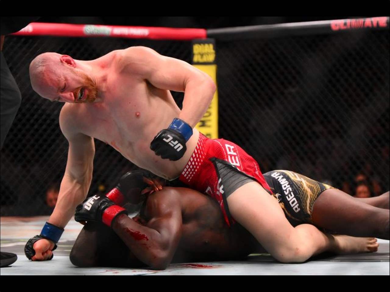 فيديو - بايفر يُسقط إسرائيل أديسانيا بالضربة القاضية