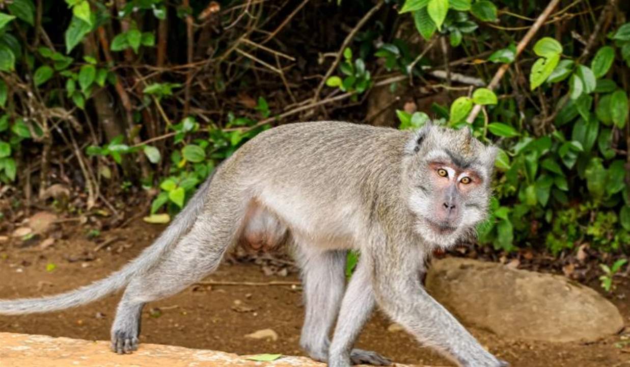 خلال توجهه إلى هرمز.. قردٌ ينهي مهمة بحار أميركي! (أكسيوس)