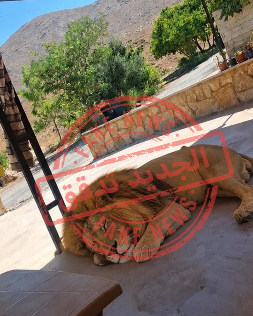 "أسد هربان" في البقاع.. الجديد تدقق واليكم الحقيقة! (صورة)