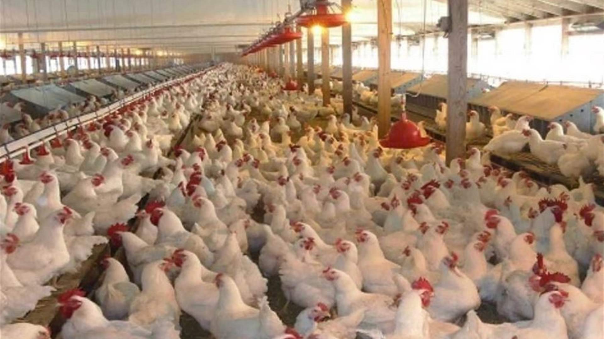 زيادة أسعار السلع والدواجن والألبان والأجبان؟ .. 6 نقابات تلوّح بالتصعيد!