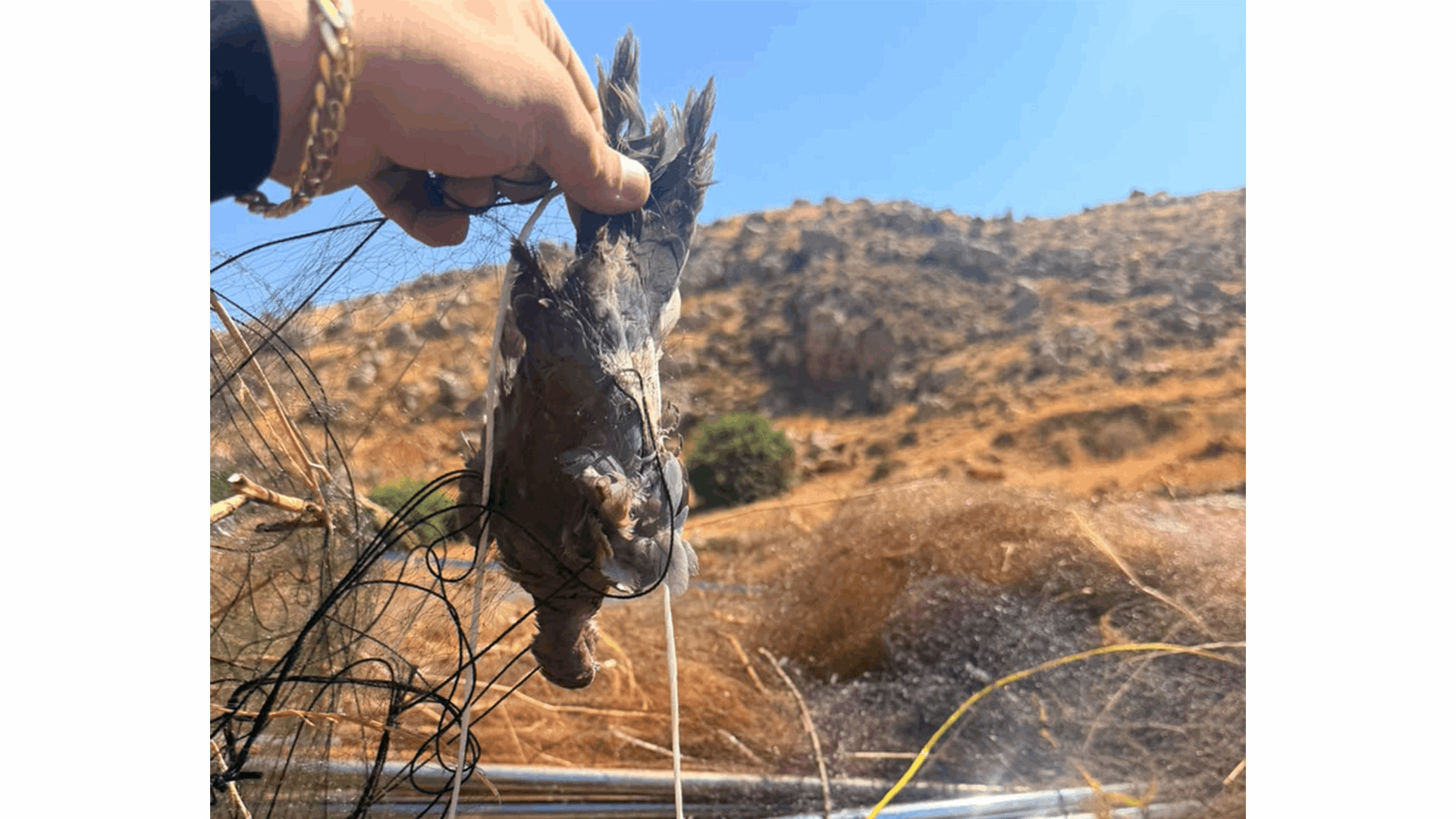 "شباك صيد غير قانونية".. ماذا يحصل في البقاع؟ (صور) 