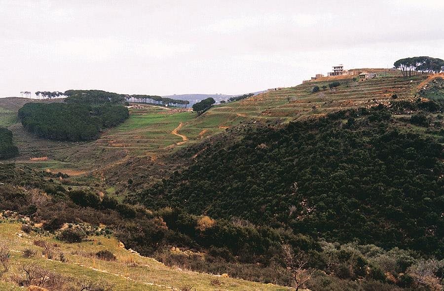 صورة الخبر