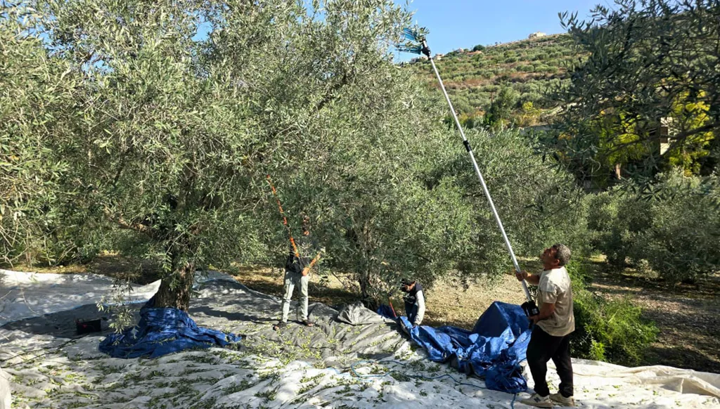 الموسم تحت الضغط الإسرائيلي.. ماذا شهدت بلدات الجنوب أثناء قطاف الزيتون؟