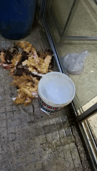 في بيروت.. إقفال مسلخ! (صورة) 