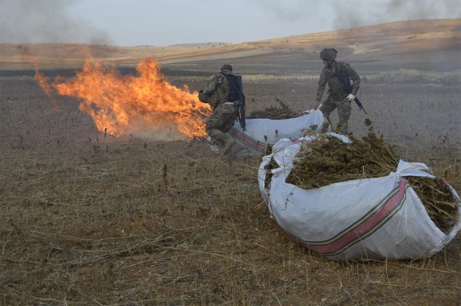 180 دنمًا و60 طنًا من حشيشة الكيف.. ماذا يجري في الهرمل؟