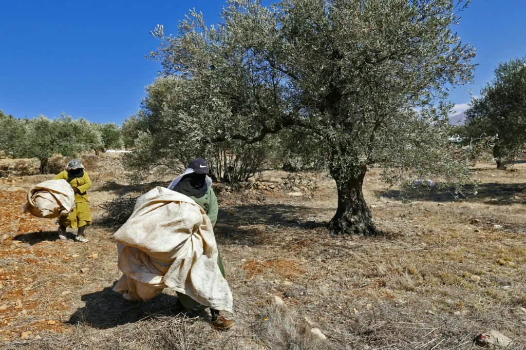 من الشجرة إلى المعصرة.. أخطاء في قطاف الزيتون قد تكلّفكم جودة الزيت والموسم المقبل!
