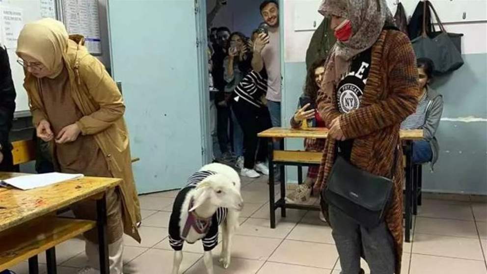 بالفيديو ـ من طرائف الانتخابات التركية .. ماعز في مركز اقتراع !