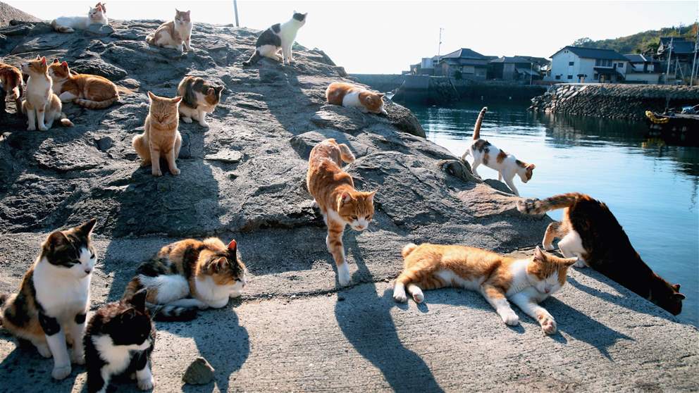 جزيرة يابانية هادئة يعيش سكانها في سلام ولكنها تحت سيطرة القطط فما هو سرها؟