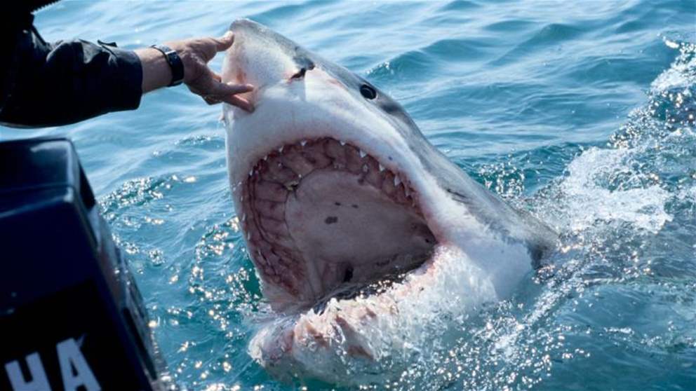 تفاصيل جديدة عن آخر لحظات ضحية هجوم القرش بالغردقة 